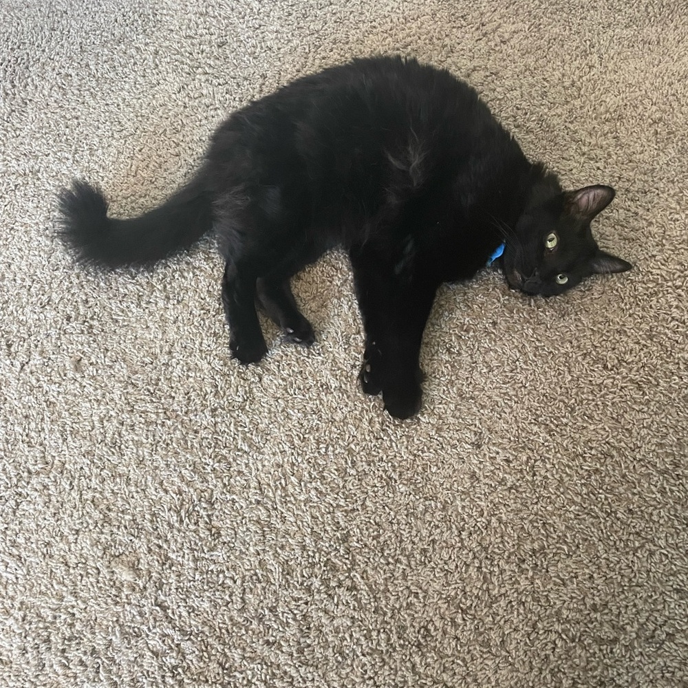 Meet your Posher, Michelle